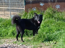 RUSTY, Hund, Mischlingshund in Erligheim - Bild 3