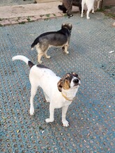 GIGI, Hund, Mischlingshund in Rumänien - Bild 14