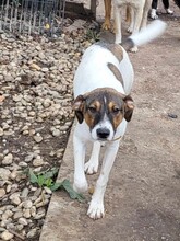 GIGI, Hund, Mischlingshund in Rumänien - Bild 23