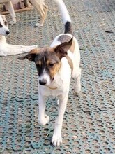 GIGI, Hund, Mischlingshund in Rumänien - Bild 24