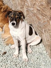 GIGI, Hund, Mischlingshund in Rumänien - Bild 25