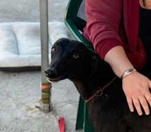 SEVILLANA, Hund, Galgo Español in Spanien - Bild 2