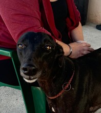 SEVILLANA, Hund, Galgo Español in Spanien - Bild 5