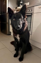 BENEDICT, Hund, Mischlingshund in Potsdam