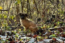 MALAPANDA, Hund, Mischlingshund in Kroatien - Bild 7