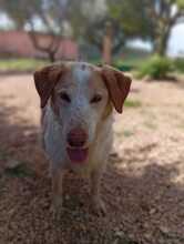 CARLO, Hund, Mischlingshund in Italien - Bild 1