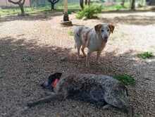 CARLO, Hund, Mischlingshund in Italien - Bild 2