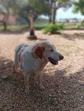 CARLO, Hund, Mischlingshund in Italien - Bild 3