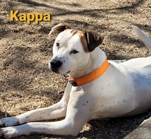 KAPPA, Hund, Jack Rusell Terrier-Istrijanische Bracke-Mix in Hemmoor - Bild 1
