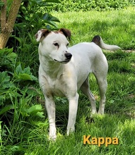 KAPPA, Hund, Jack Rusell Terrier-Istrijanische Bracke-Mix in Hemmoor - Bild 2