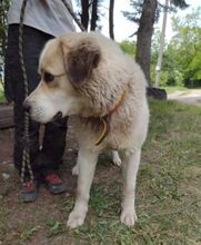 HEIDI2, Hund, Asiatischer Owtcharka in Slowakische Republik - Bild 16