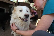 INKA, Hund, Mischlingshund in Rumänien - Bild 5