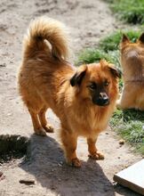 BRUNO, Hund, Mischlingshund in Rumänien - Bild 2