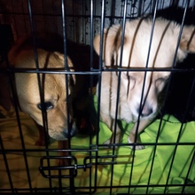 GUILIA, Hund, Mischlingshund in Baesweiler - Bild 2
