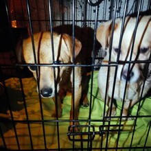 GUILIA, Hund, Mischlingshund in Baesweiler - Bild 3