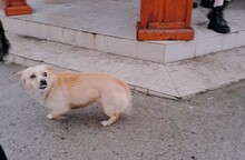 GUILIA, Hund, Mischlingshund in Baesweiler - Bild 4