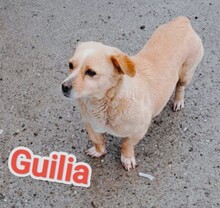 GUILIA, Hund, Mischlingshund in Baesweiler - Bild 5
