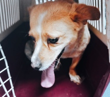 GUILIA, Hund, Mischlingshund in Baesweiler - Bild 6