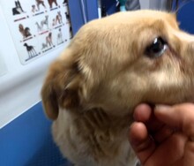 GUILIA, Hund, Mischlingshund in Baesweiler - Bild 8