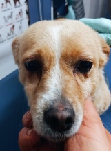 GUILIA, Hund, Mischlingshund in Baesweiler - Bild 9