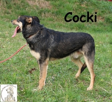 COCKI, Hund, Mischlingshund in Bosnien und Herzegowina - Bild 4