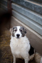 SKODA, Hund, Mischlingshund in Rumänien