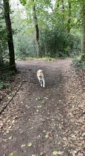 CHICCO, Hund, Akita Inu in Nümbrecht - Bild 3