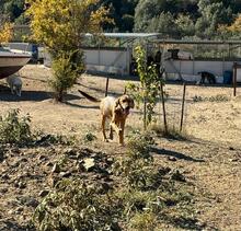 TERRY, Hund, Mischlingshund in Griechenland - Bild 1