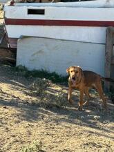 TERRY, Hund, Mischlingshund in Griechenland - Bild 10