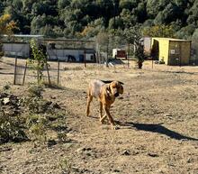 TERRY, Hund, Mischlingshund in Griechenland - Bild 2