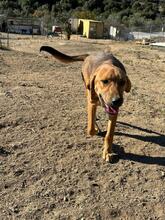 TERRY, Hund, Mischlingshund in Griechenland - Bild 3