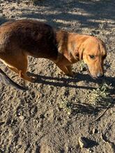 TERRY, Hund, Mischlingshund in Griechenland - Bild 8