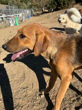 TERRY, Hund, Mischlingshund in Griechenland - Bild 9