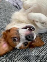 SIMBA, Hund, Mischlingshund in Alfter - Bild 15