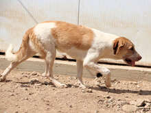 VALERIANO, Hund, Mischlingshund in Italien - Bild 14