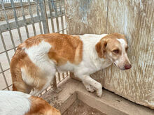 VALERIANO, Hund, Mischlingshund in Italien - Bild 4