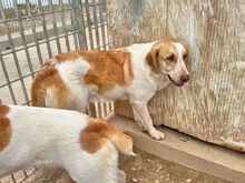 VALERIANO, Hund, Mischlingshund in Italien - Bild 6