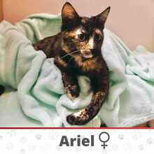 ARIEL, Katze, Europäisch Kurzhaar in Bulgarien - Bild 1