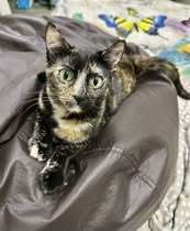 ARIEL, Katze, Europäisch Kurzhaar in Bulgarien - Bild 11