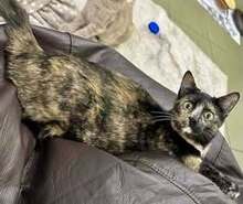ARIEL, Katze, Europäisch Kurzhaar in Bulgarien - Bild 12