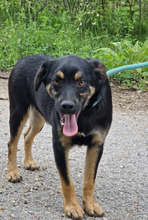 KOVU, Hund, Mischlingshund in Bulgarien - Bild 10