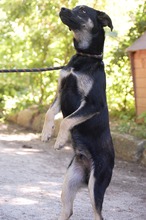 KOVU, Hund, Mischlingshund in Bulgarien - Bild 16