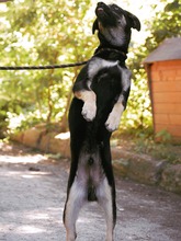 KOVU, Hund, Mischlingshund in Bulgarien - Bild 17