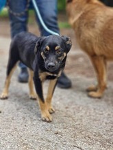 KOVU, Hund, Mischlingshund in Bulgarien - Bild 4