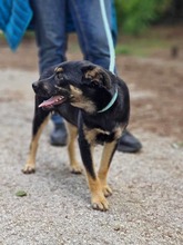 KOVU, Hund, Mischlingshund in Bulgarien - Bild 6