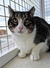 AGALLAS, Katze, Europäisch Kurzhaar in Spanien - Bild 7