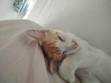 GINGER, Katze, Europäisch Kurzhaar in Spanien - Bild 3