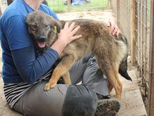 MATS, Hund, Mischlingshund in Rumänien - Bild 2