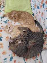 SONI, Katze, Europäisch Kurzhaar in Bulgarien - Bild 14