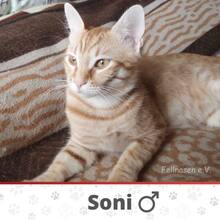 SONI, Katze, Europäisch Kurzhaar in Bulgarien - Bild 16
